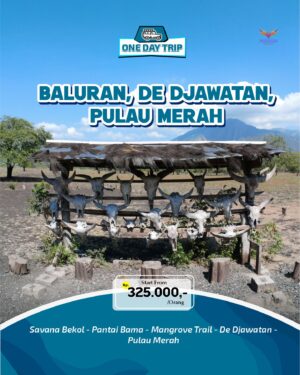 Foto Tengkorak Banteng di Savana Bekol Baluran, paket One Day Trip Baluran De Djawatan Pulau Merah, harga Rp 325.000/orang